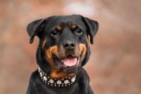 Hundeshooting-rottweiler-5767830--Web